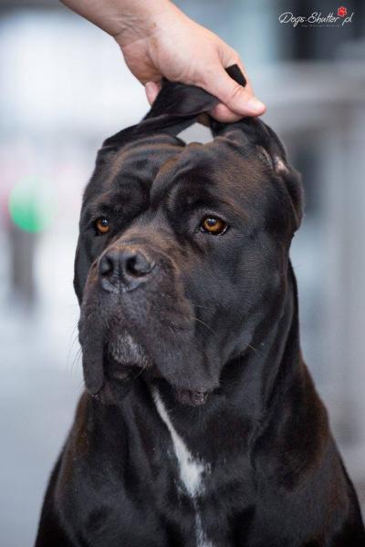 FUTURA DIABLO NERO INFINITI CANE CORSO