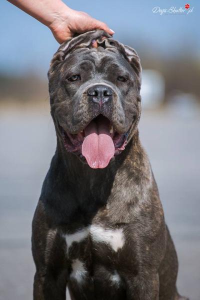 VICTORIA'S SECRET STAR INFINITI CANE CORSO