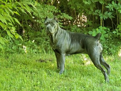 BRICK CITY KENNEL'S AZARIA