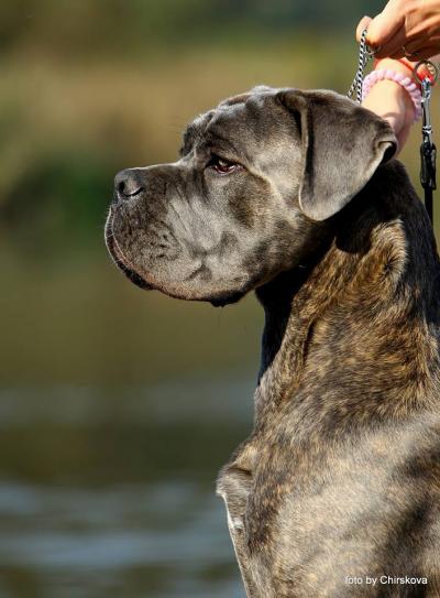 VOLDEMORD STAR INFINITII CANE CORSO