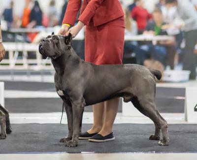 BRUTTO CUSTODE DEL TRONO