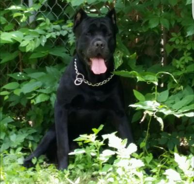 HEIGELE'S AMAZING MAXIMUS