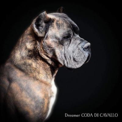 DREAMER CODA DI CAVALLO