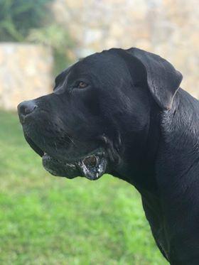 DANTE DELL' INVICTUM PUGNAX