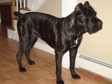 VERRONE'S ENZO DEL ECOUSSE