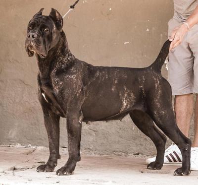 IPANEMA GRAN BEL CANE