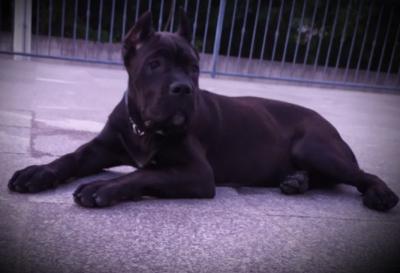 ELLA PRIME CANE CORSO SARAJEVO