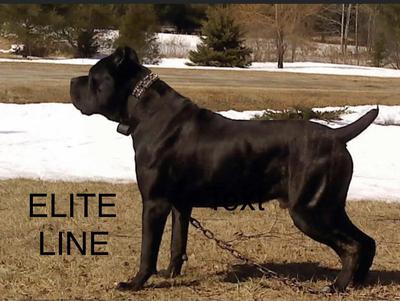 TOP NOTCH'S SAINT DE ELITE LINE