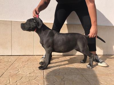 ARYA DA CASA DOS ALLONS