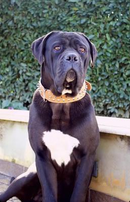 AETTORE