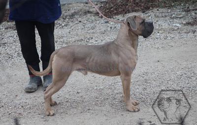 BOZO OF ELGRANDEHAN CANE CORSO