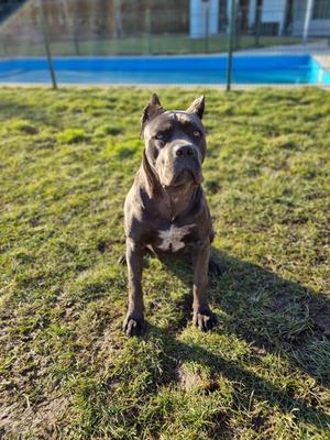 BRIENNE OF TARTH ELGRANDEHAN CANE CORSO