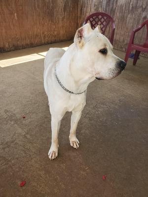 O-MANSON PORTER POROLISSUM CANE CORSO