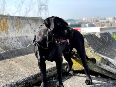 BACO QUINTUS MOLENDINI