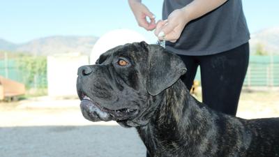 PASSIONE PER CANE CORSO BELLA