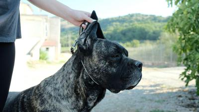 PASSIONE PER CANE CORSO BARBIE