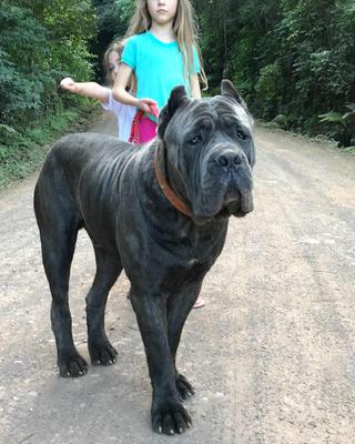 QUEIROZ DI T CANE DOS TALARICO